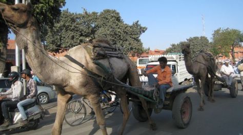 camels-jaipur