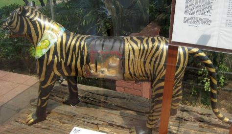 indira-gandhi-tiger