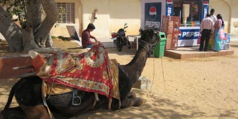 jaipur-pepsi-camel