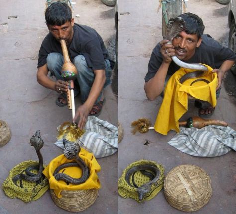 snake-charmer-delhi